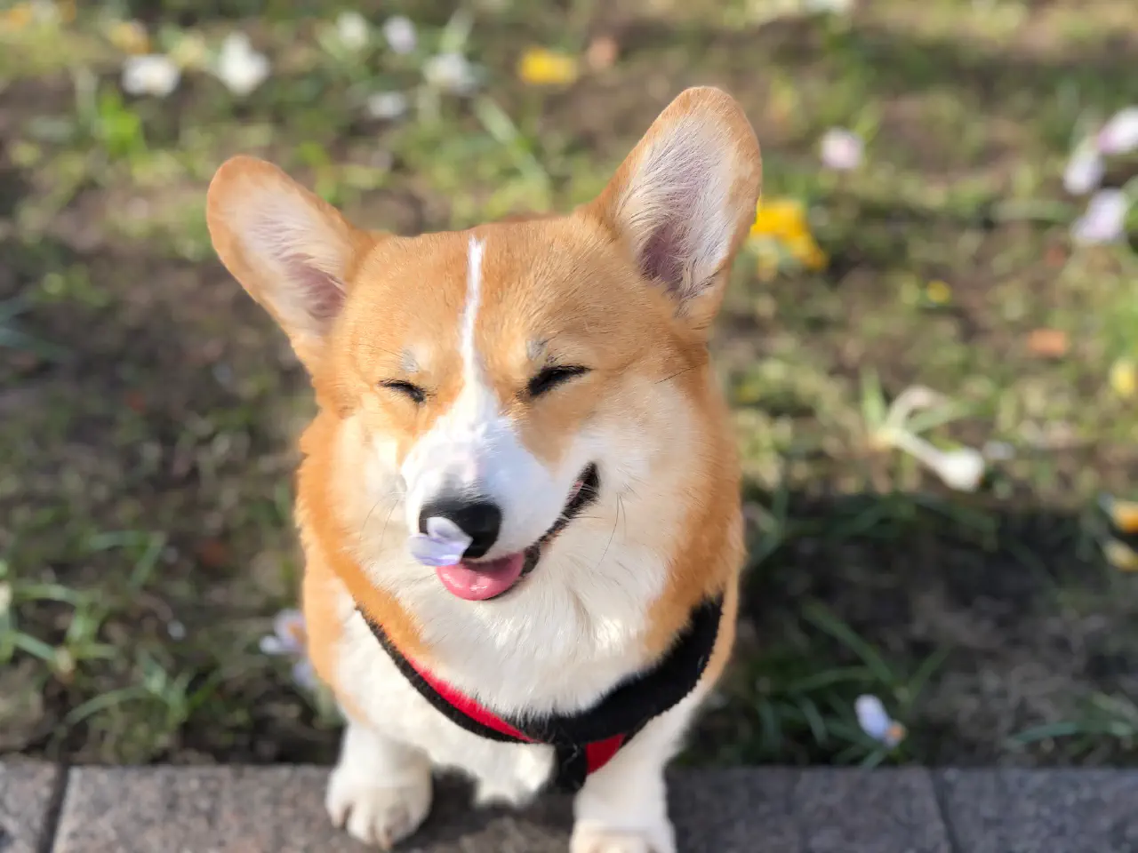 00-Trudi enjoying flower petal on her nose.jpg
