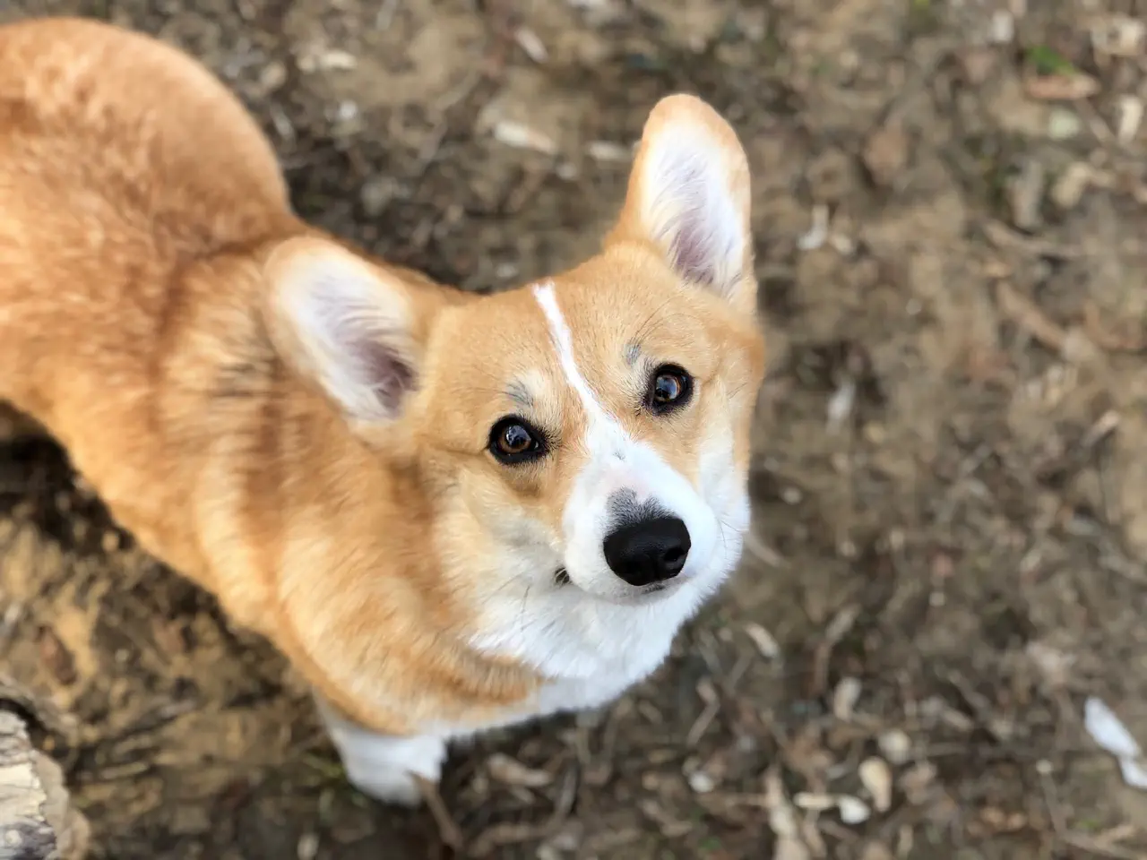 00-Trudi looking up into the camera.jpg