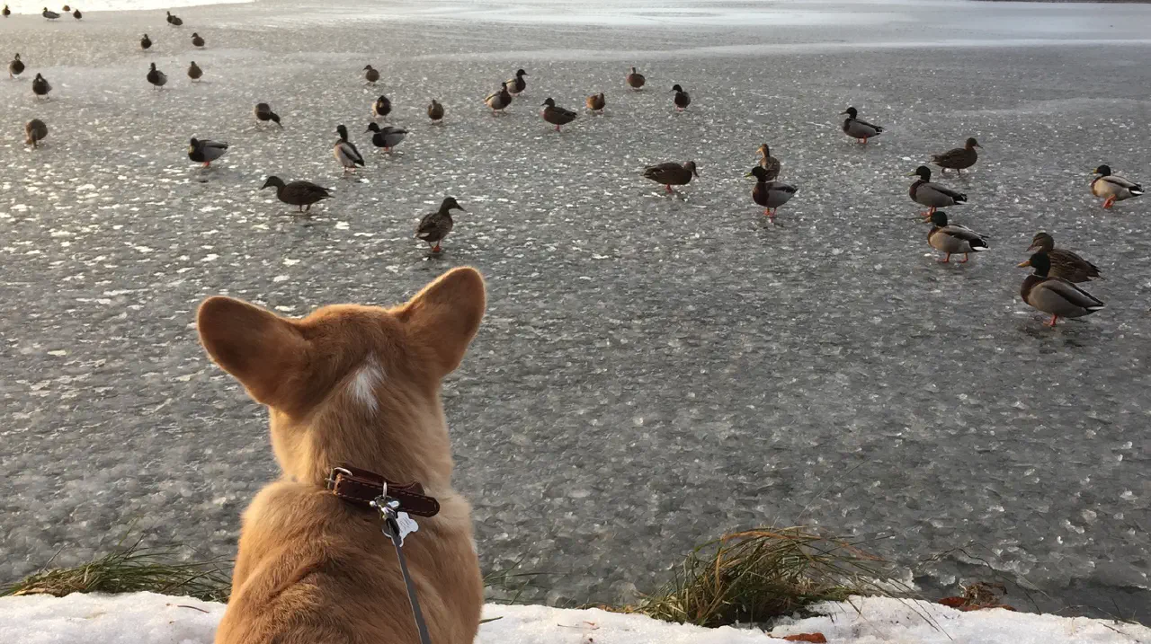 03-Trudi looking at the ducks on the frozen river.jpg