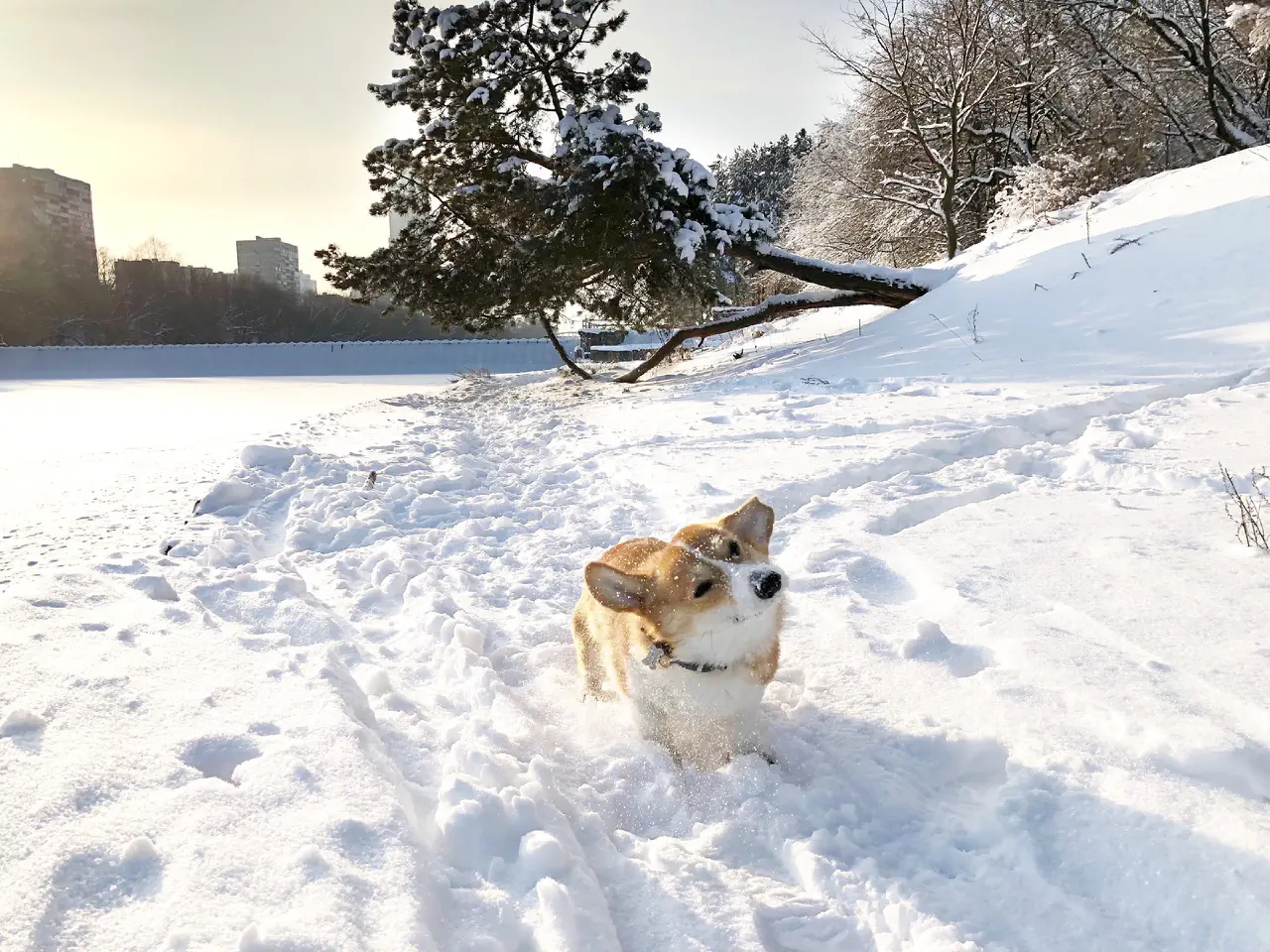 05-Trudi shakes off snow on the bank of a river in winter.jpg