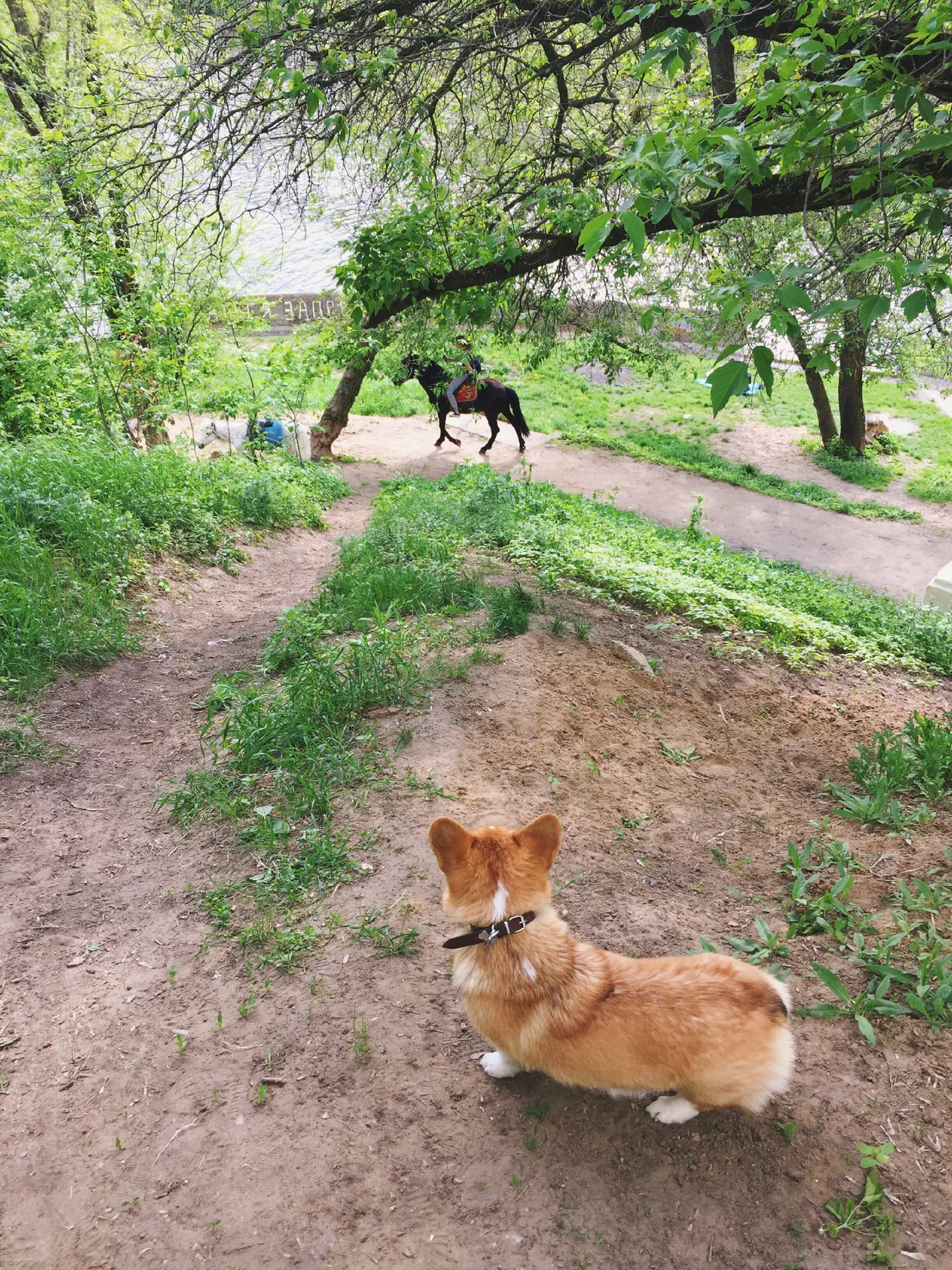 06-Trudi looking from a hill at a horse.jpg