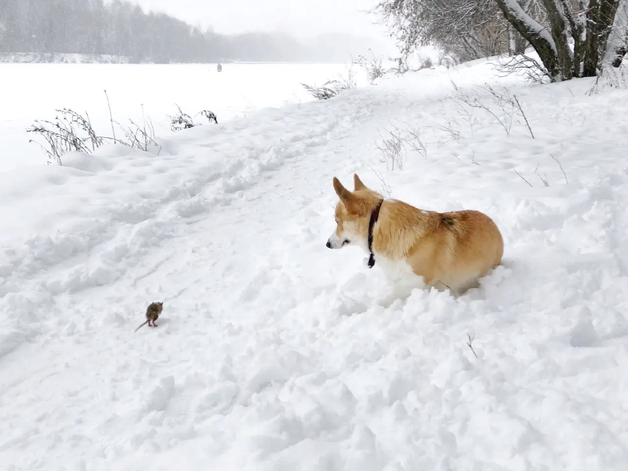 07-Trudi looking at a mouse on a sidewalk in winter.jpg