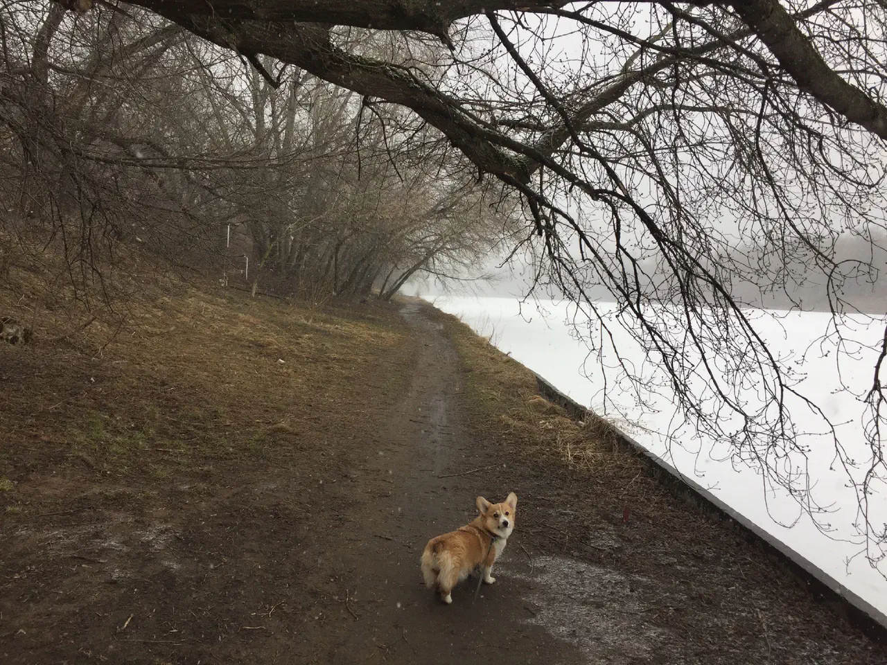 08-Trudi on a bank of the river in late muddy autumn.jpg
