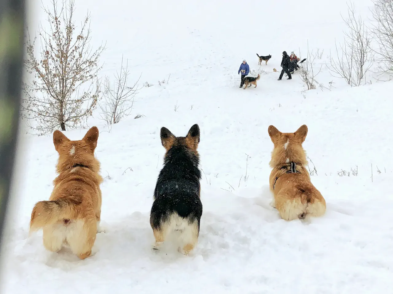 11-Trudi and two corgis looking from a hill at a group of people walking their dogs.jpg