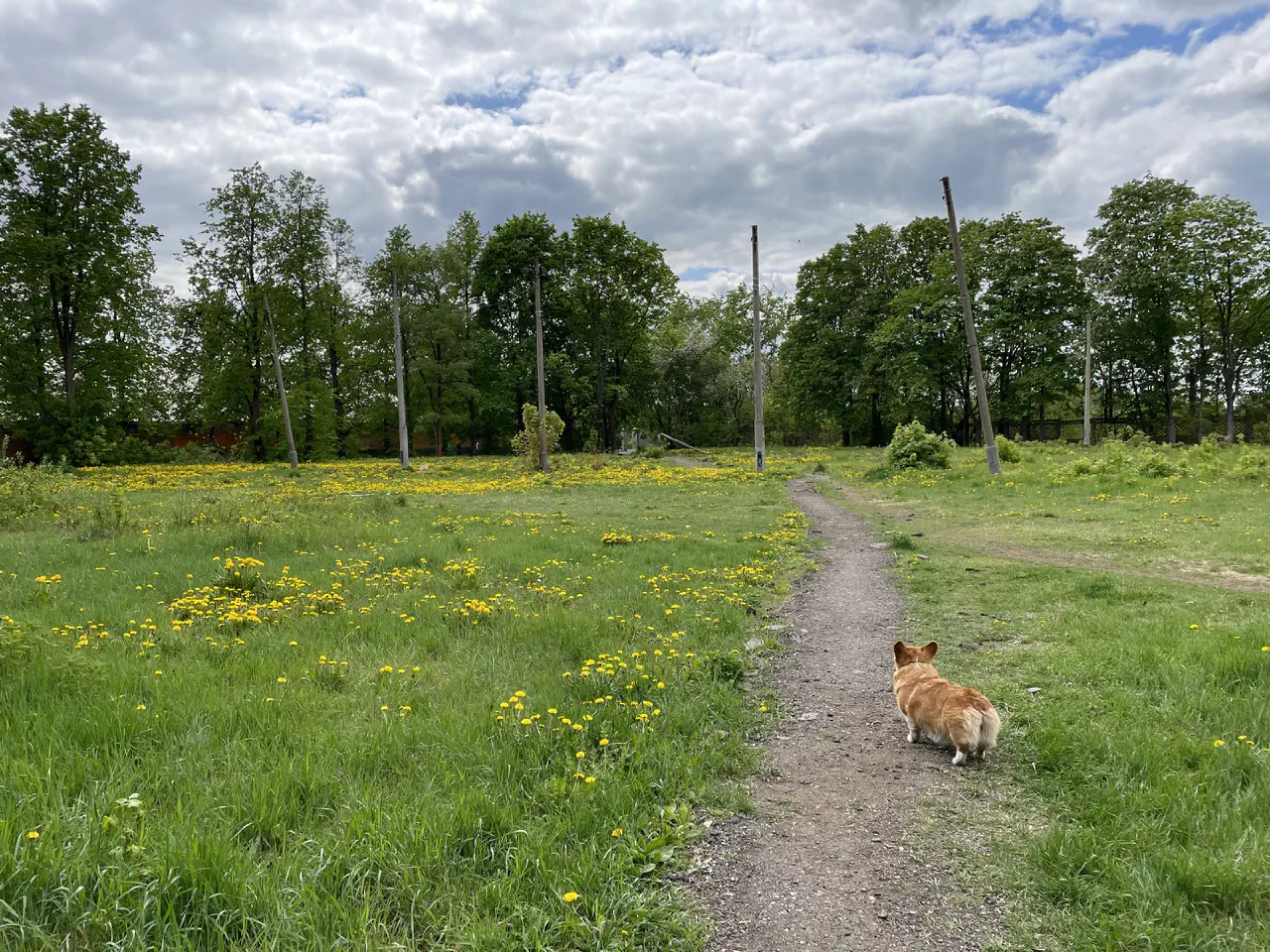 12-Trudi on a path in the summer field with several broken lamp posts.jpg