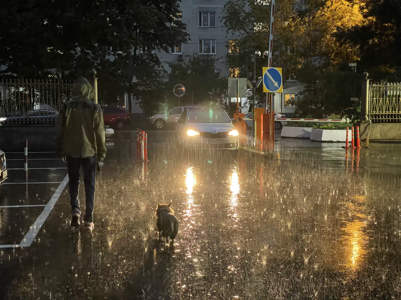 14-Trudi walking on a leash in heavy rain.jpg